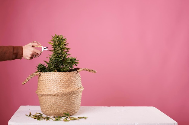 Mano de un hombre podando una planta de marihuana en un fondo rosa