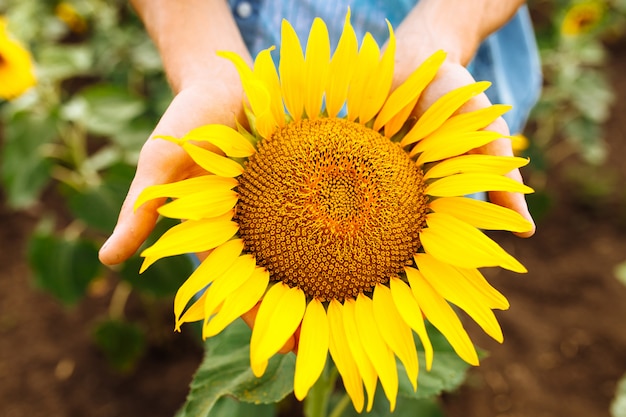 Mano del hombre que sostiene un girasol