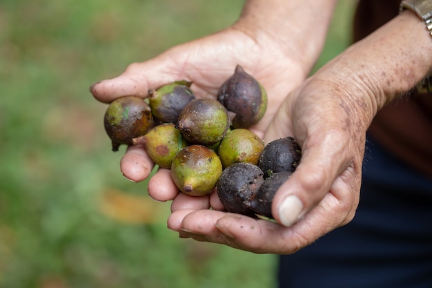 Mano del hombre que sostiene la nuez de macadamia en natural