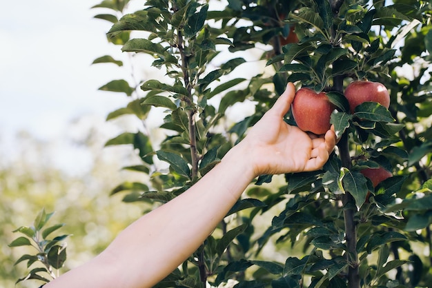 la mano de un hombre recoge una manzana de una rama, cosechando de su jardín