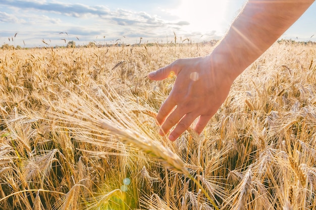 La mano del hombre sobre el trigo. en el contexto del campo al atardecer.