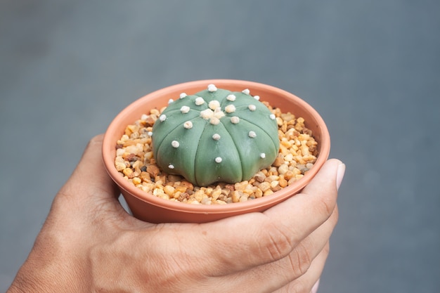 Mano de hombre sosteniendo una maceta de Cactus Astrophytum