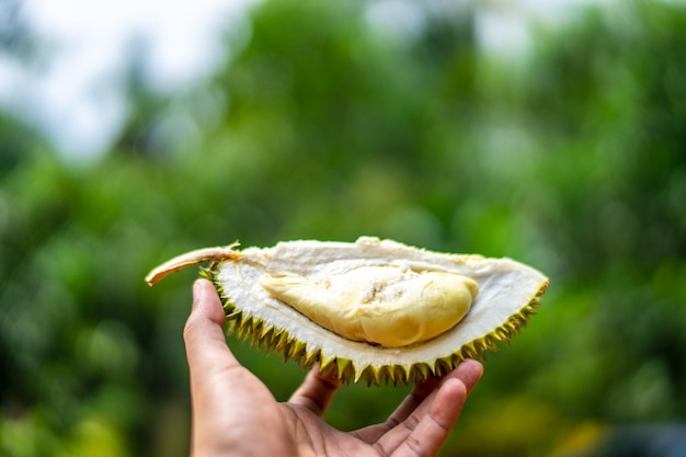 Mano de hombre sosteniendo la pieza de fruta durian