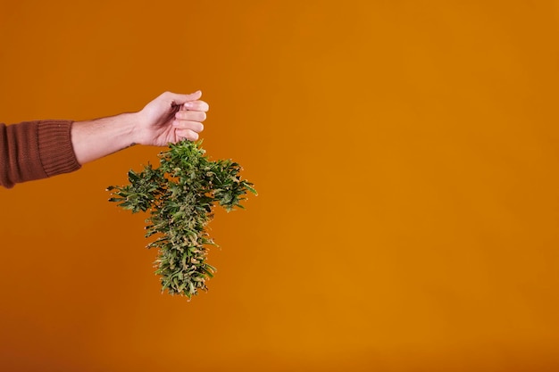 La mano de un hombre sosteniendo una planta de cannabis cortada sobre fondo amarillo