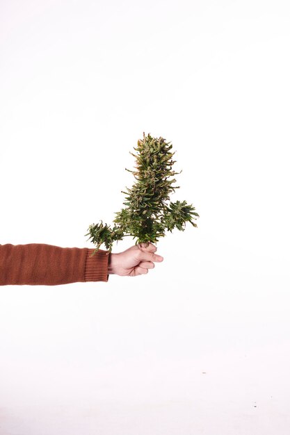 La mano de un hombre sosteniendo una planta de marihuana cortada sobre fondo blanco.