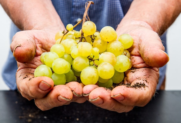 Mano de hombre sosteniendo un racimo de uvas verdes