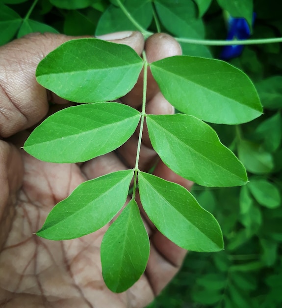 Mano de hombre sosteniendo una rama de hojas en el jardín de la casa