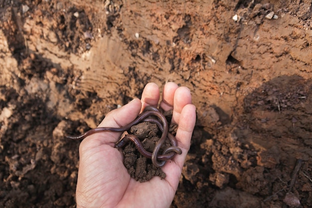 Mano de hombre sosteniendo suelo con lombriz de tierra en las manos para plantar con espacio de copia para insertar texto.