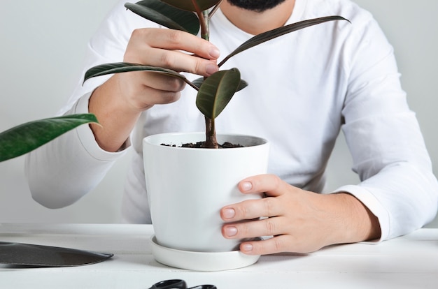 Mano de hombre sosteniendo un tallo de ficus robusta