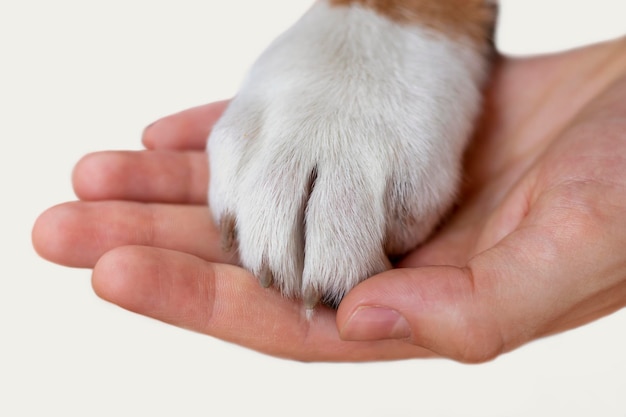 La mano de un hombre sostiene la pata de un perro El concepto de amistad y confianza Primer plano