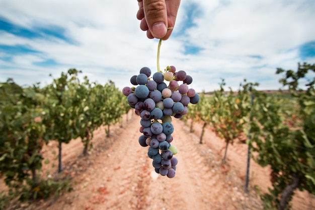 Foto la mano de un hombre sostiene un racimo de uvas en un viñedo