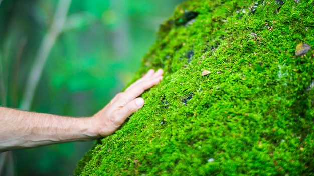 La mano de un hombre toca el tronco del árbol de cerca la madera de la corteza el cuidado del medio ambiente el concepto de ecología de salvar el mundo y amar la naturaleza por parte del ser humano