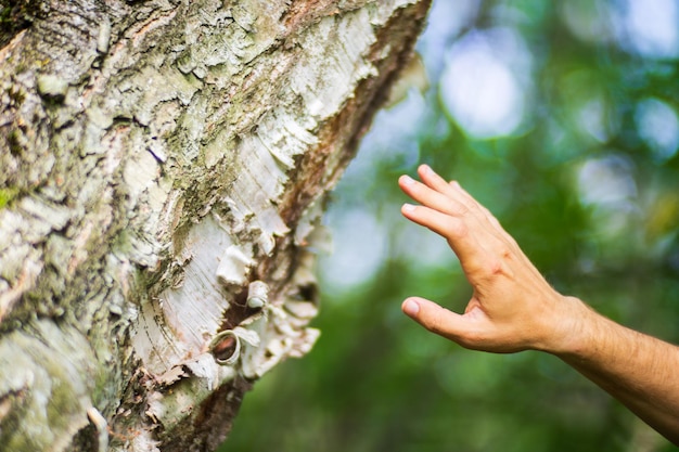 La mano de un hombre toca el tronco del árbol en primer plano La madera de corteza Cuidar el medio ambiente El concepto de ecología de salvar el mundo y amar la naturaleza por parte del ser humano