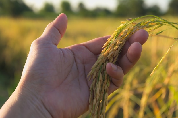 Mano del hombre tocando el arroz en el campo de arroz por la mañana.