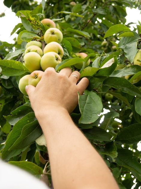 La mano de un hombre toma una manzana de una rama