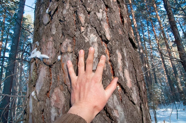 La mano de un hombre en el tronco de un pino en el bosque