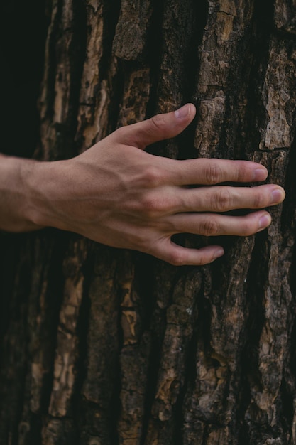 La mano de un hombre con venas abultadas abrazando el tronco de un árbol Foto vertical