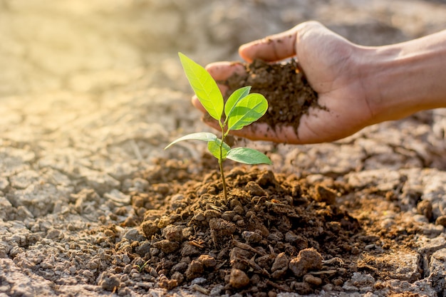 La mano de los hombres está plantando plántulas en el suelo.