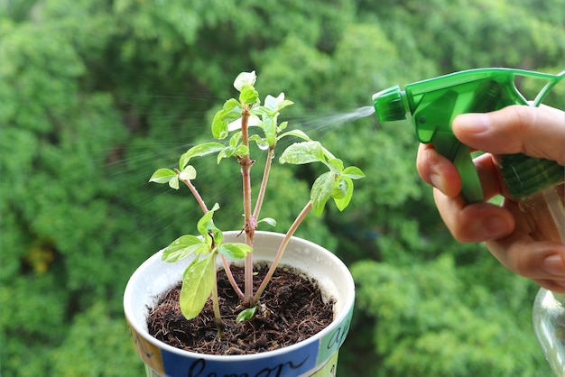 Mano de hombres regando una pequeña planta en maceta en la ventana de la cocina