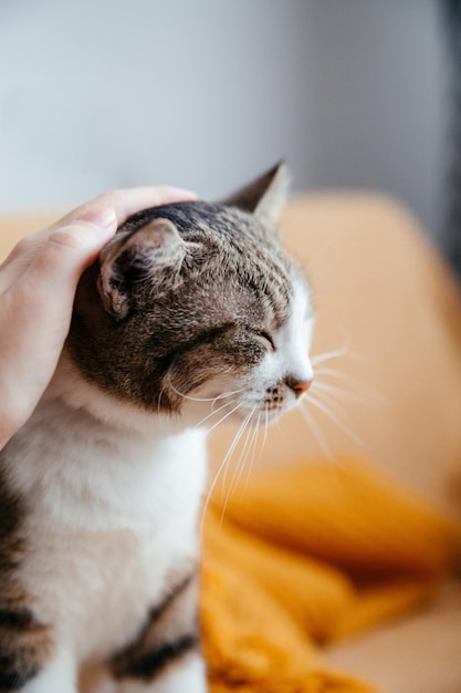 Mano humana acariciando un gato gris de cerca