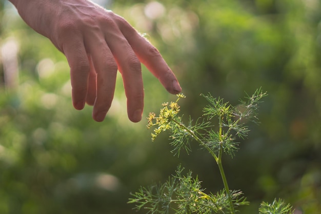 Mano humana alcanzando y tocando plantas jóvenes bajo el sol sintiendo la naturaleza