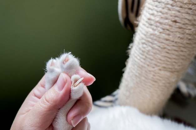 La mano humana atrapa la pata del gato antes de cortarle la uña.