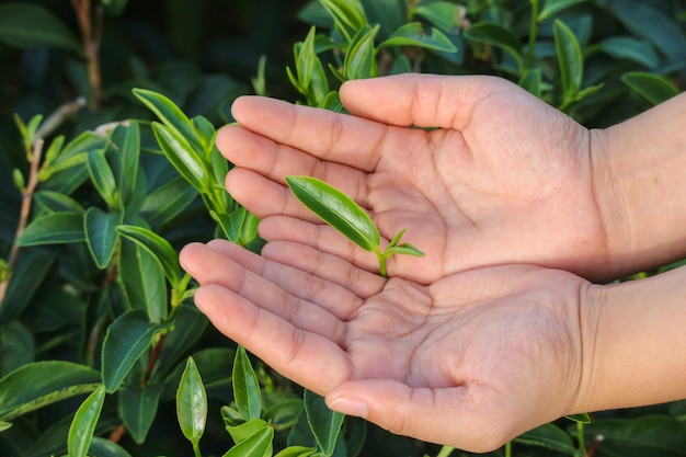 Mano humana eligiendo el mejor verde orgánico natural deja el té de la granja.