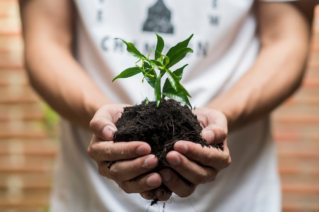 Mano humana plantando un árbol sobre fondo blanco