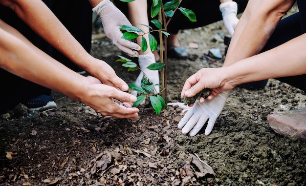 La mano humana plantó árboles para proteger el medio ambiente y el sistema ecológico.