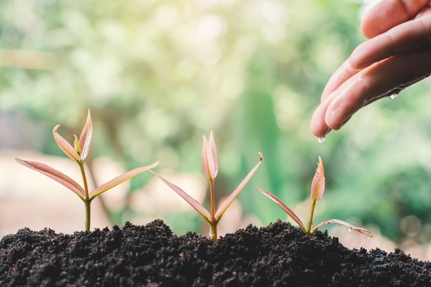 Mano humana que riega la pequeña planta verde, concepto salve el mundo