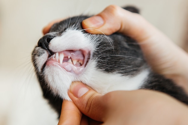 Mano humana sosteniendo la cabeza del gato joven examinar los dientes delante de fondo gris de estudio con espacio de copia