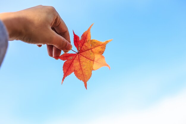 Mano humana sosteniendo un otoño rojo hojas de arce