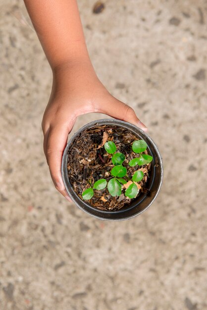 Mano humana sosteniendo la planta verde en una maceta