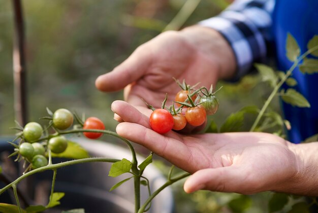 Mano humana sosteniendo tomates en el huerto