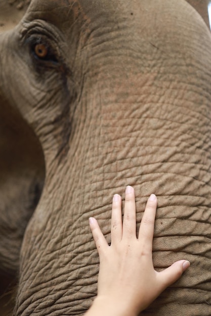 Mano humana tocando elefante asiático