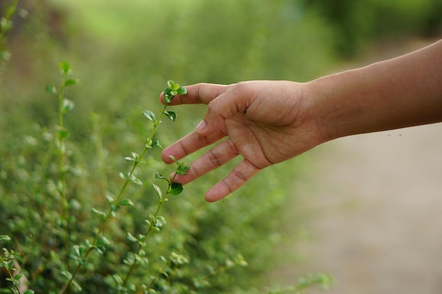 mano humana tocando la naturaleza