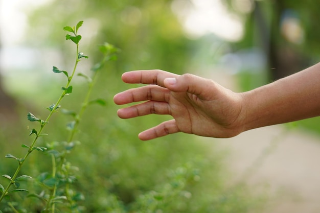 mano humana tocando la naturaleza