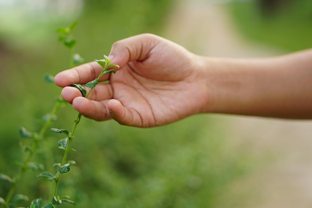 mano humana tocando la naturaleza