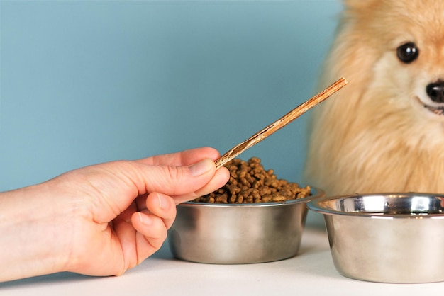 La mano irreconocible del dueño está dando un regalo. Alimentación del perro. El lindo y feliz cachorro Pomeranian Spitz está comiendo, mordiendo un hueso masticable o un palo. Sabroso y delicioso regalo para mascotas. Comida sana.