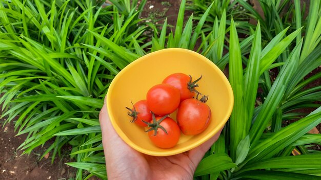 Mano izquierda sosteniendo un tazón amarillo lleno de tomates rojos sobre un fondo de planta pandanus 02