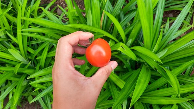 Mano izquierda sosteniendo un tomate rojo sobre un fondo de planta pandanus 02