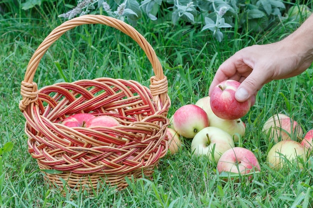 Mano de jardinero poniendo una manzana en la canasta de mimbre con maduras. Frutas recién cosechadas.