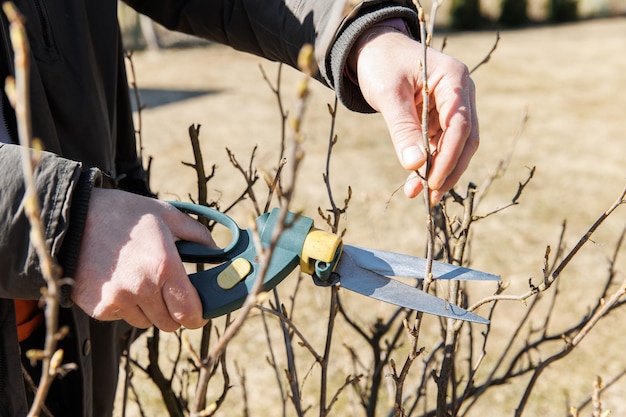 La mano de un jardinero sostiene unas tijeras de podar y poda un arbusto de grosellas en un día soleado de primavera Trabajo de jardinería estacional Poda de primavera