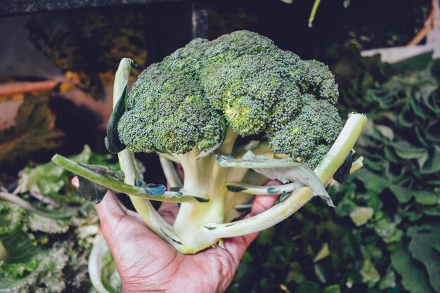 Foto la mano latina con el brócoli