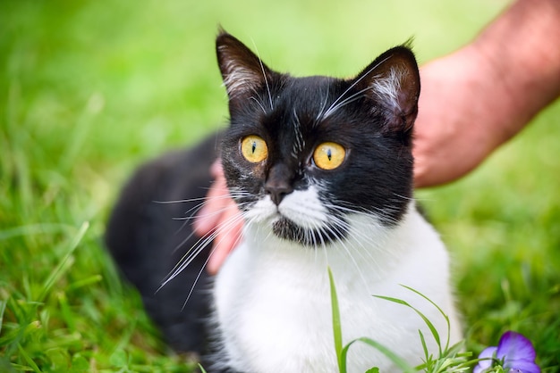 La mano del maestro acariciando al gato en hierba verde