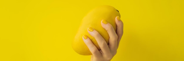 Mano con una manicura amarilla sosteniendo un mango amarillo maduro en un formato largo de banner de fondo amarillo