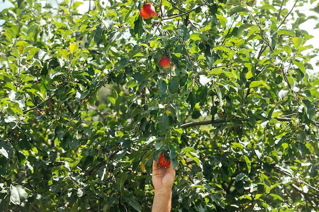 Mano masculina arranca manzanas rojas maduras del árbol, cosecha de frutas de otoño