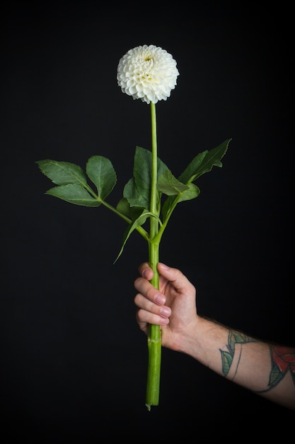 Mano masculina con flor de dalia frágil blanca aislada en negro