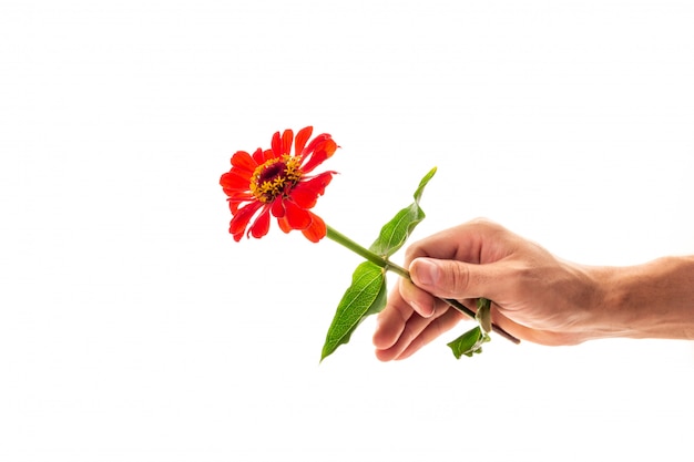 Foto una mano masculina que sostiene una flor floreciente del zinnia aislada