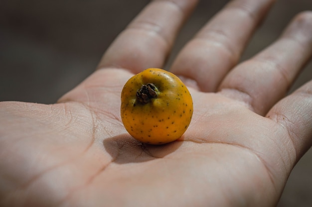 Mano masculina que sostiene la fruta amarilla exótica en la palma